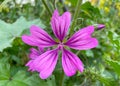 High or Tall Mallow is Herbaceous biennial plant.