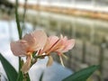 Pink flowers