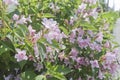 Pink flowers closup top view in summer