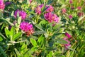 Pink flowers of a clover blossom on a meadow Royalty Free Stock Photo