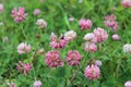 Pink flowers of clover Royalty Free Stock Photo