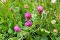 Pink flowers of clover Royalty Free Stock Photo