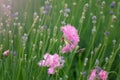 Pink flowers cloves amid lavender in garden