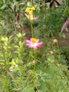 pink flowers that come from the grass