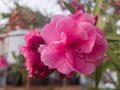 Pink flowers of common peonys. Paeonia officinalis Royalty Free Stock Photo