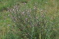 Pink flowers of the common restharrow or Ononis repens in a grassland