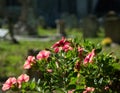 Flowers in churchyard Royalty Free Stock Photo