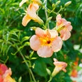 Pink flowers of convolvulus