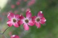 Pink flowers of Cornus florida forma rubra Royalty Free Stock Photo