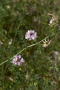 Flowers of Coronilla varia plant