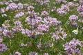 Flowers of Coronilla varia plant