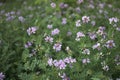 Flowers of Coronilla varia plant