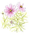 Pink flowers of Cosmos bipinnatus, mexican astra , graphic color pattern
