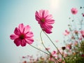 Pink flowers cosmos bloom beautifully Royalty Free Stock Photo