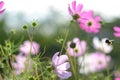 Pink flowers cosmos bloom in morning light. Soft focus. Field of cosmos flower in sunshine Royalty Free Stock Photo