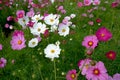 Pink flowers cosmos blooming in morning.