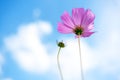 Pink Flowers Cosmos in the meadow, blue sky background Royalty Free Stock Photo