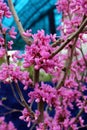 Pink Flowers Covering the Branches of a Redbud Tree Royalty Free Stock Photo