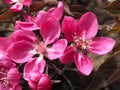 Pink flowers of crabapple or ornamental apple trees Royalty Free Stock Photo