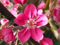 Pink flowers of crabapple or ornamental apple trees Royalty Free Stock Photo