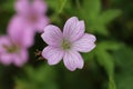 One pink Cranesbill Geranium flower, Wargrave Pink, Geranium endressii blooming in summer, close-up with background blur