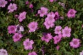 A cluster of pink Cranesbill Geranium flowers, Wargrave Pink, Geranium endressii blooming in the summer sunshine