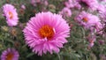 Pink flowers. Crysanthemum.