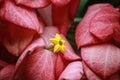 Pink flowers are cut with yellow stamens.