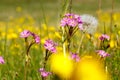 Pink flowers and dandelion seeds. Royalty Free Stock Photo