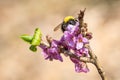 Pink flowers of Daphne mezereum with bumble-bee Royalty Free Stock Photo