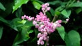 Pink flowers of Daphne mezereum commonly known as February daphne mezereon mezereum spurge laurel or spurge olive Royalty Free Stock Photo