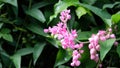 Pink flowers of Daphne mezereum commonly known as February daphne mezereon mezereum spurge laurel or spurge olive Royalty Free Stock Photo