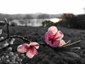 Pink flowers with dark background