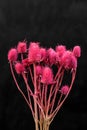 Pink flowers on a dark black background in a floristry art