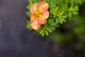 Pink flowers of dasiphora formerly Potentilla after rain Royalty Free Stock Photo