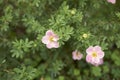 Shrub of Dasiphora fruticosa in bloom Royalty Free Stock Photo