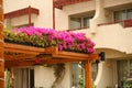 Pink flowers decorating wooden pergola roof. Landscape home design Royalty Free Stock Photo