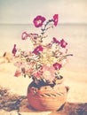 Pink flowers in a decorative clay flower pot at the seaside. Vintage filter