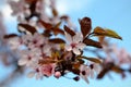 pink flowers of decorative plum blossom tree close up Royalty Free Stock Photo