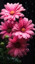 Pink flowers deep in droplets of water, their petals dappled wit