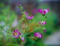 Pink flowers detailed in the garden Royalty Free Stock Photo