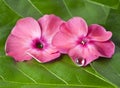 Pink flowers with dew drop Royalty Free Stock Photo