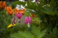 Pink flowers DicÃÂ©ntra `crying heart` with drops of dew, on a branch