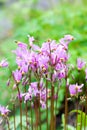 Pink flowers, Dodecatheon meadia