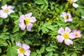 Pink flowers of dog-rose and bee collecting nectar on it