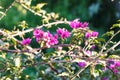 Pink flowers of dog rose bush in sunny spring day Royalty Free Stock Photo