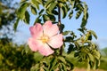 Pink flowers of dog rose at sunset. Blooming wild rose hip bush in forest. Blossoming Rosehip in spring. Blossom flower, close up. Royalty Free Stock Photo