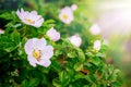 Pink flowers dog-rose under the rays of spring sunshine_ Royalty Free Stock Photo