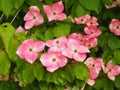 Pink flowers on a dogwood shrub, Cornus kousa Miss Satomi