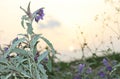 Pink flowers and dried weeds in summer